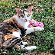 Cookie participe au concours pour gagner de l'argent avec cette photo : cat, calico_cat, kitten, animal, pet, grass, garden, outdoors, lying_down, sitting, pink_toy, fluffy_toy, white_fur, orange_fur, black_fur, greenery, whiskers, ears, eyes, portrait
