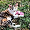 cat, calico_cat, kitten, animal, pet, grass, garden, outdoors, lying_down, sitting, pink_toy, fluffy_toy, white_fur, orange_fur, black_fur, greenery, whiskers, ears, eyes, portrait