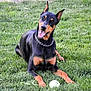 doberman, dog, pet, grass, outdoor, animal, playful, collar, ball, canine, happy, tongue_out, ears_up, lying_down, greenery, summer, friendly, nature, cute, leisure