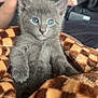 kitten, gray_cat, blue_eyes, blanket, checkered_pattern, fur, pet, cute, cozy, indoor, soft_focus, animal, small, mammal, sitting, young, domestic_cat, comfort, resting, close_up
