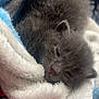 kitten, gray, sleeping, blanket, cozy, fur, pet, animal, cute, soft, closeup, resting, young, indoor, comfort, snuggle, sleepy, small, warm, feline