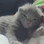 kitten, gray, furry, paw, blanket, sleepy, cozy, cute, animal, pet, soft, young, mammal, fur, resting, indoors, closeup, small, snuggle, comfort