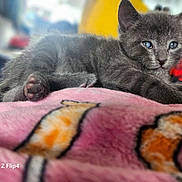 Mr Greystroke joined the competition — help win amazing prizes! kitten, cat, gray_cat, feline, pet, animal, cute, soft, blanket, pink, pattern, indoor, closeup, fur, relaxing, young_animal, blue_eyes, resting, cozy, domestic_cat