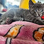 kitten, cat, gray_cat, feline, pet, animal, cute, soft, blanket, pink, pattern, indoor, closeup, fur, relaxing, young_animal, blue_eyes, resting, cozy, domestic_cat