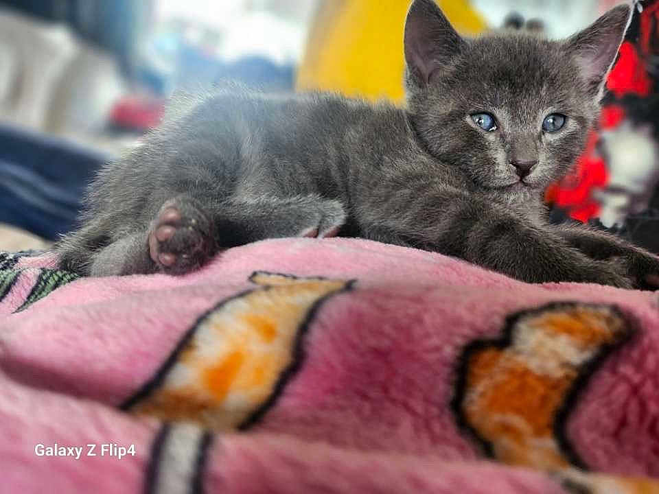 Mr Greystroke joined the competition — help win amazing prizes! kitten, cat, gray_cat, feline, pet, animal, cute, soft, blanket, pink, pattern, indoor, closeup, fur, relaxing, young_animal, blue_eyes, resting, cozy, domestic_cat
