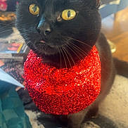 Salem is registered to the contest to win money with this photo: black_cat, cat, pet, animal, yellow_eyes, red_scarf, scarf, close_up, indoor, feline, whiskers, fur, domestic_animal, cute, portrait, looking_away, cozy, soft_light, blurred_background, household