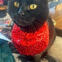 black_cat, cat, pet, animal, yellow_eyes, red_scarf, scarf, close_up, indoor, feline, whiskers, fur, domestic_animal, cute, portrait, looking_away, cozy, soft_light, blurred_background, household