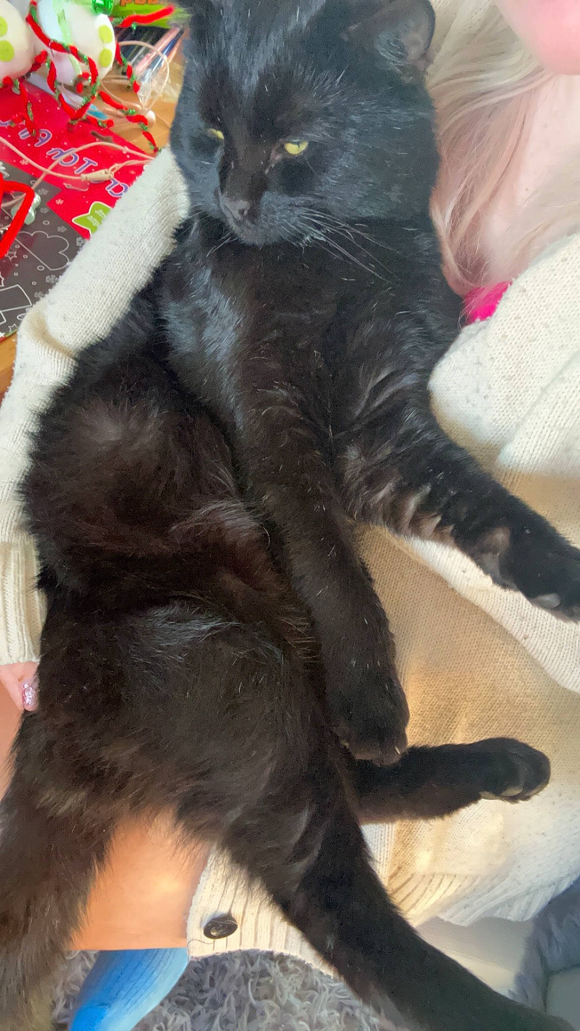 Maverick is registered to the contest to win money with this photo: black_cat, bombay, carnivore, cat, claw, comfort, domestic_short_haired_cat, felidae, foot, fur, gesture, mammal, paw, small_to_medium_sized_cats, snout, tail, terrestrial_animal, vertebrate, whiskers