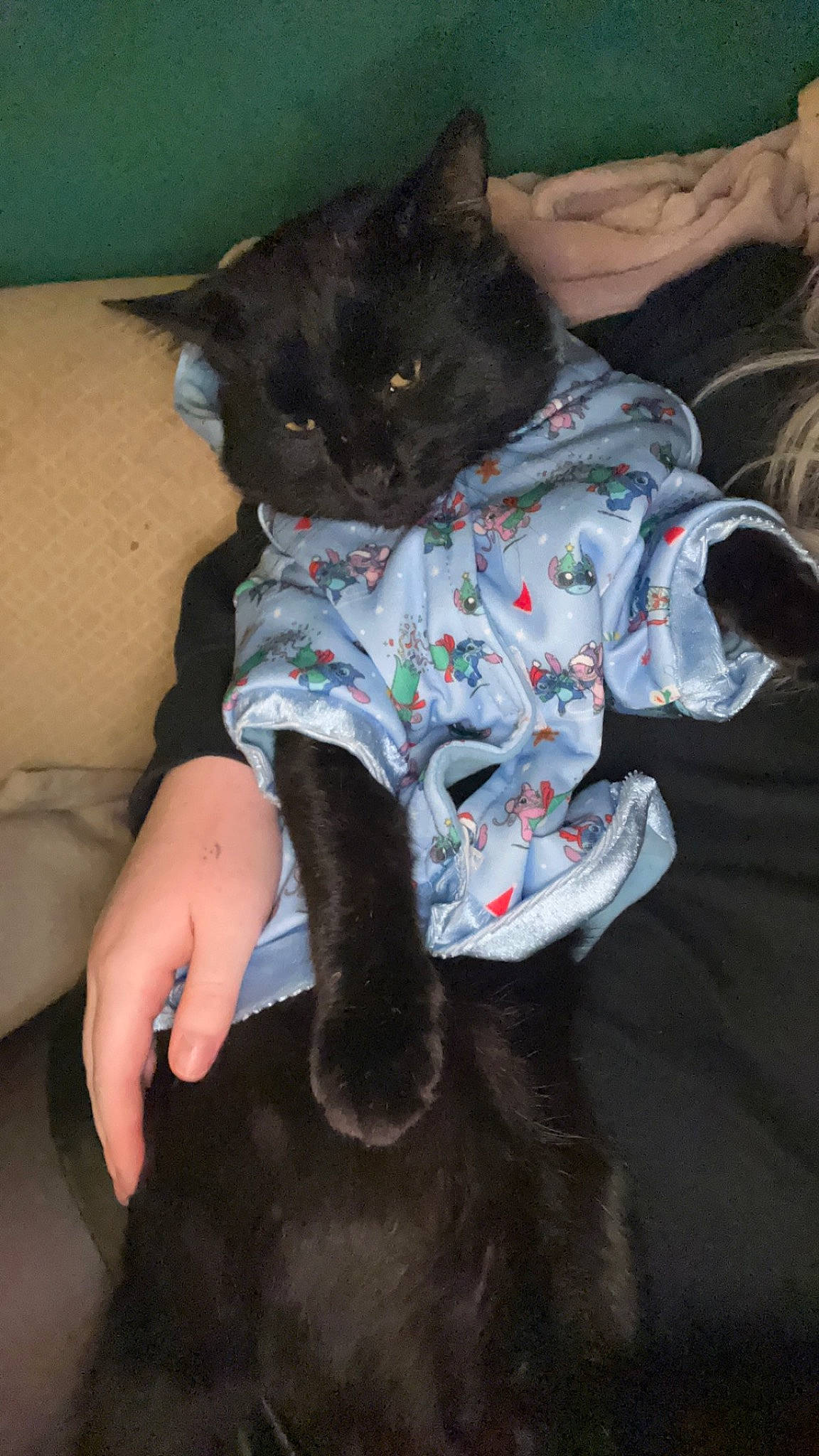 Maverick is registered to the contest to win money with this photo: black_cat, canidae, carnivore, cat, comfort, companion_dog, dog_breed, domestic_short_haired_cat, fawn, felidae, fur, grey, human_leg, paw, sitting, small_to_medium_sized_cats, snout, sporting_group, tail, whiskers