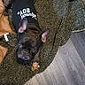 dog, french_bulldog, pet, indoor, toy, black_shirt, carpet, floor, curious, ears, animal, mammal, cute, domestic, laying, looking_up, texture, wood_floor, clothing, brown