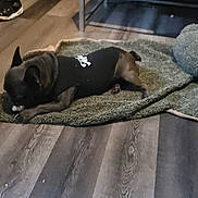 Bear is registered to the contest to win money with this photo: dog, black_shirt, blanket, toy, plush_pillow, wooden_floor, indoor, pet, chewing, resting, casual, cozy, footwear, sneaker, flooring, animal, domestic, comfort, brown, relaxation