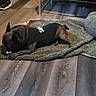 dog, black_shirt, blanket, toy, plush_pillow, wooden_floor, indoor, pet, chewing, resting, casual, cozy, footwear, sneaker, flooring, animal, domestic, comfort, brown, relaxation