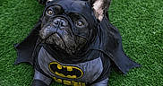 Bear is registered to the contest to win money with this photo: dog, french_bulldog, costume, batman, cape, grass, pet, animal, black_dog, outdoor, cute, portrait, superhero, canine, ears, paws, pet_costume, playful, mascot, funny