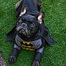 dog, french_bulldog, costume, batman, cape, grass, pet, animal, black_dog, outdoor, cute, portrait, superhero, canine, ears, paws, pet_costume, playful, mascot, funny