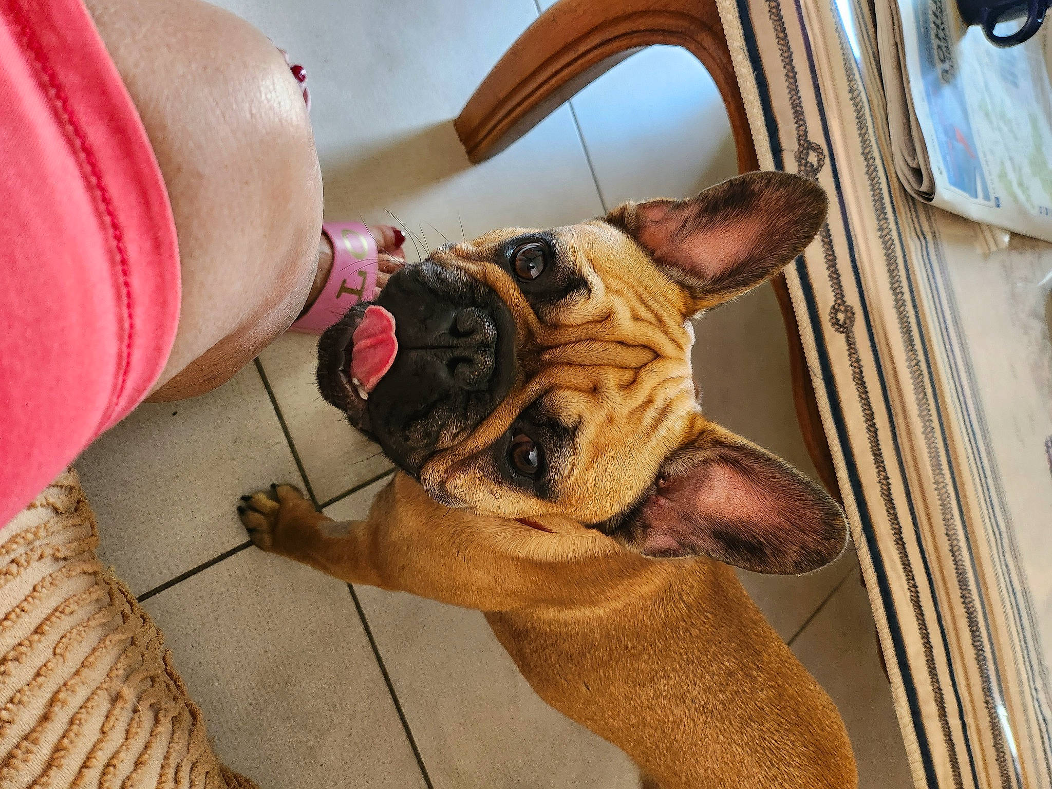 Trésor a rejoint le concours — aidez-le/la à gagner de superbes lots ! canidae, carnivore, collar, comfort, companion_dog, dog, dog_breed, dog_collar, ear, fawn, flooring, foot, human_leg, leg, snout, sporting_group, thigh, toy_dog, working_animal, wrinkle