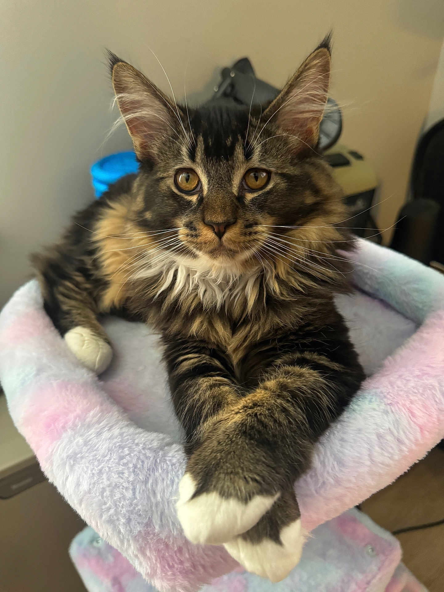 Goliath joined the competition — help win amazing prizes! cat, tabby, fluffy, pet, animal, indoor, relaxed, paws, feline, bed, cozy, soft, cute, domestic, mammal, whiskers, ears, closeup, resting, household