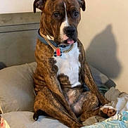 Cash joined the competition — help win amazing prizes! dog, brindle, collar, bed, pillow, blanket, indoor, pet, animal, sitting, tongue_out, shadow, furniture, resting, cute, domestic, canine, relaxed, companion, household
