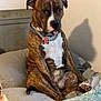 dog, brindle, collar, bed, pillow, blanket, indoor, pet, animal, sitting, tongue_out, shadow, furniture, resting, cute, domestic, canine, relaxed, companion, household