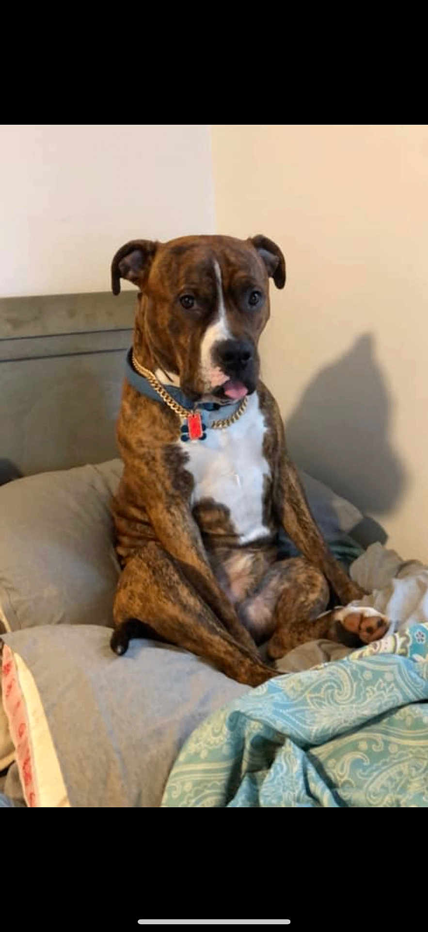 Cash joined the competition — help win amazing prizes! dog, brindle, collar, bed, pillow, blanket, indoor, pet, animal, sitting, tongue_out, shadow, furniture, resting, cute, domestic, canine, relaxed, companion, household