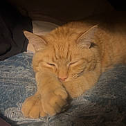 Georgie joined the competition — help win amazing prizes! animal, bed, blanket, cat, closeup, comfort, cozy, cute, domestic_cat, feline, fur, indoor, orange_cat, paws, pet, relaxing, resting, sleeping, soft_light, warm