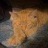 King George Iii is registered to the contest to win money with this photo: bed, blanket, cat, close_up, cozy, ears, feline, fur, ginger_cat, indoor, low_light, night, nose, paws, pet, portrait, relaxed, resting, sleeping, whiskers