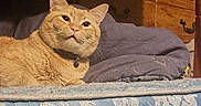 King George Iii is registered to the contest to win money with this photo: bedding, bell, cat, collar, cozy, dresser, ears, fur, furniture, home, indoor, looking_up, mattress, orange_tabby, pet, pillow, portrait, relaxed, tabby_cat, whiskers