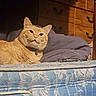 bedding, bell, cat, collar, cozy, dresser, ears, fur, furniture, home, indoor, looking_up, mattress, orange_tabby, pet, pillow, portrait, relaxed, tabby_cat, whiskers