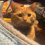 King George Iii joined the competition — help win amazing prizes! bedroom, big_eyes, blanket, cables, cat, close_up, clutter, collar, colorful_toy, curious, ears, foreground_blanket, furniture, ginger_cat, indoor, pet, portrait, sitting, soft_lighting, whiskers