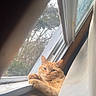 King George Iii is registered to the contest to win money with this photo: cat, collar, cozy, curtain, feline, gaze, glass_window, greenery, indoor, orange_cat, paws, pet, portrait, relaxed, tabby, weathered_sill, whiskers, window_screen, windowsill, wood