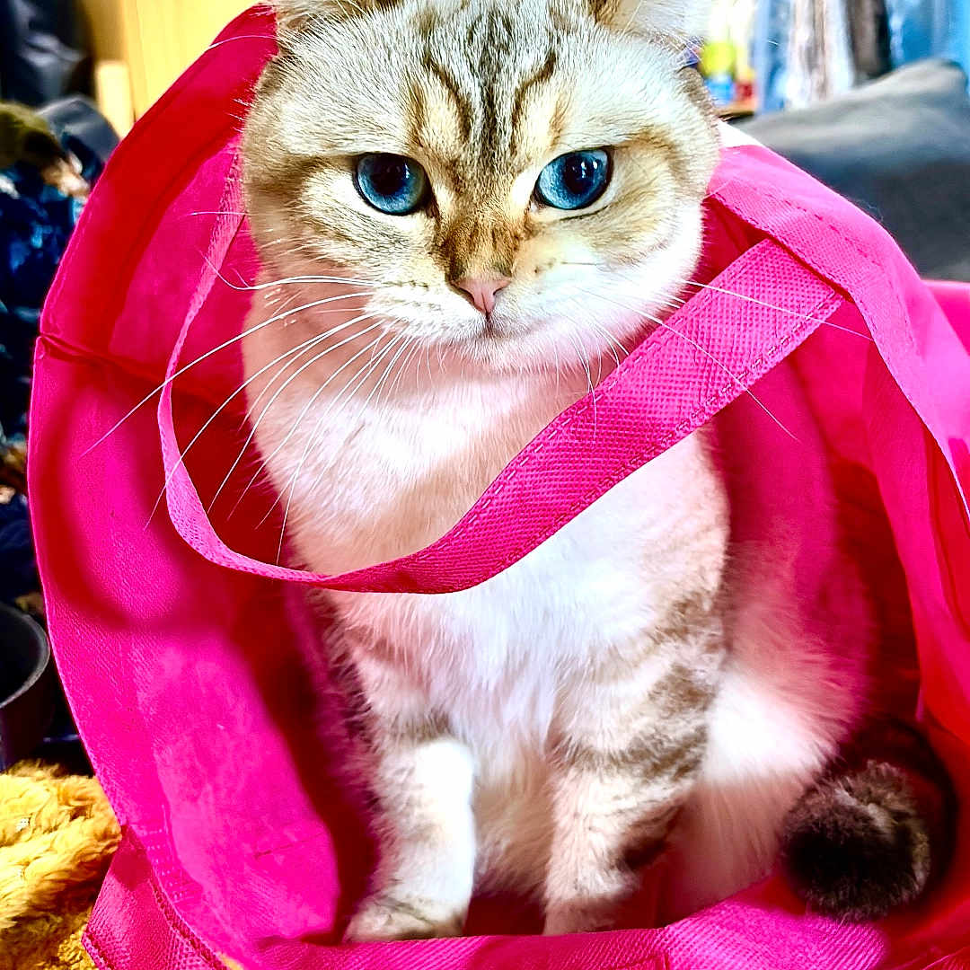 Marie joined the competition — help win amazing prizes! abyssinian, accessories, angora, animal, backpack, bag, blanket, cat, handbag, homedecor, kitten, leash, manx, pet, purple, purse, siamese, strap, towel, velvet