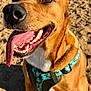 animal, brown_fur, canine, closeup, daytime, dog, ears, happy, harness, muzzle, nature, outdoor, park, pet, sand, sitting, smiling, sunlight, tongue, tongue_out