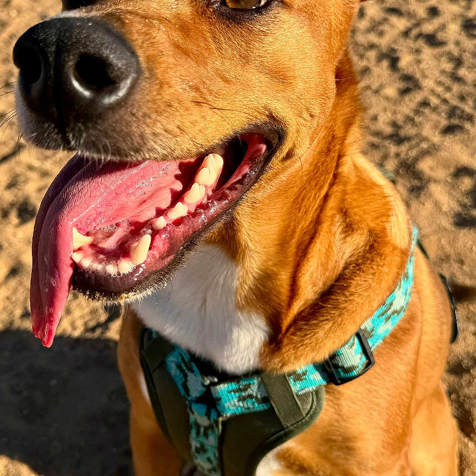 Charlie is registered to the contest to win money with this photo: animal, brown_fur, canine, closeup, daytime, dog, ears, happy, harness, muzzle, nature, outdoor, park, pet, sand, sitting, smiling, sunlight, tongue, tongue_out