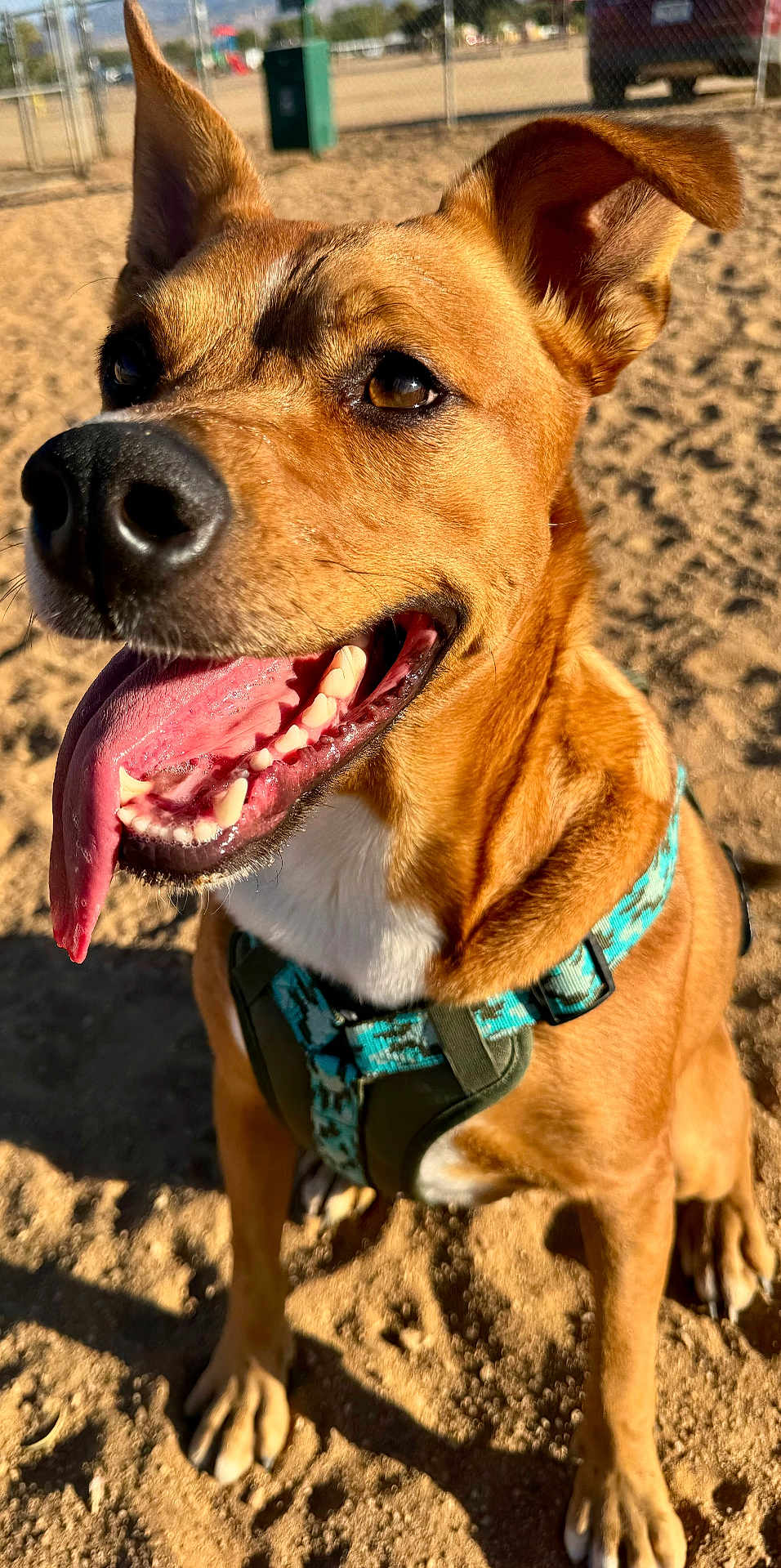 Charlie is registered to the contest to win money with this photo: animal, brown_fur, canine, closeup, daytime, dog, ears, happy, harness, muzzle, nature, outdoor, park, pet, sand, sitting, smiling, sunlight, tongue, tongue_out