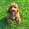 Winston Sunny is registered to the contest to win money with this photo: puppy, dog, grass, outdoor, cute, fluffy, brown, white_chest, playful, tongue_out, sunny, pet, animal, young_dog, nature, summer, leaping, adorable, fur, greenery
