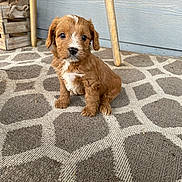Winston Sunny is registered to the contest to win money with this photo: puppy, dog, brown, white_markings, cute, fluffy, sitting, carpet, patterned_rug, wooden_chair, crate, porch, pet, young_dog, indoor, animal, adorable, small, looking_at_camera, fur