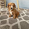puppy, dog, brown, white_markings, cute, fluffy, sitting, carpet, patterned_rug, wooden_chair, crate, porch, pet, young_dog, indoor, animal, adorable, small, looking_at_camera, fur
