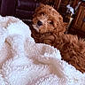 Winston Sunny is registered to the contest to win money with this photo: puppy, dog, fluffy, blanket, white_blanket, indoor, living_room, furniture, cozy, curious, brown_dog, pet, cute, soft_texture, relaxing, head_tilt, fur, companion, animal, home