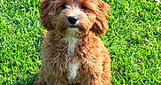 Winston Sunny joined the competition — help win amazing prizes! puppy, dog, grass, outdoor, cute, pet, fur, animal, sitting, nature, young, adorable, playful, fluffy, canine, green, summer, sunlight, portrait, friendly