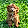 puppy, dog, grass, outdoor, cute, pet, fur, animal, sitting, nature, young, adorable, playful, fluffy, canine, green, summer, sunlight, portrait, friendly