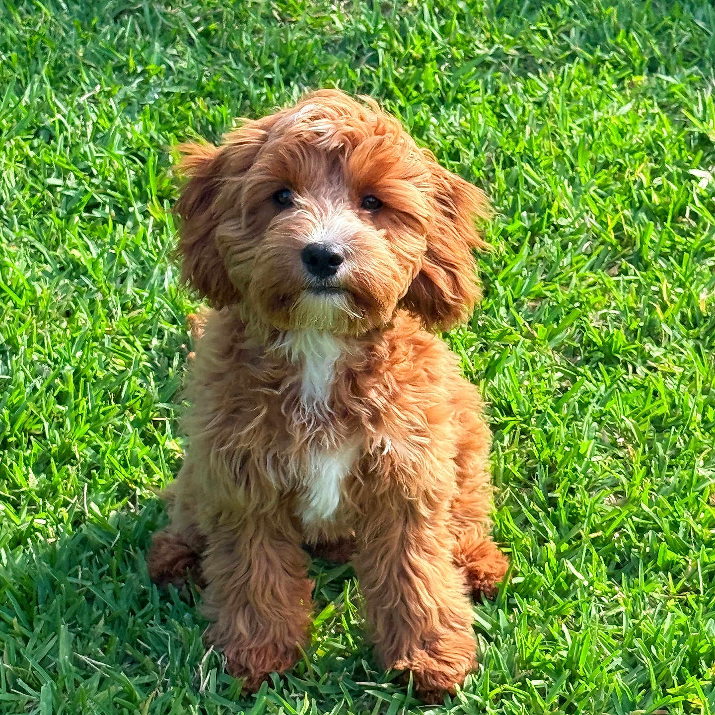 Winston Sunny