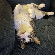 Pookie joined the competition — help win amazing prizes! animal, cat, couch, cozy, curious, cute, domestic, eyes, fur, indoor, mammal, paws, pet, relaxed, resting, soft, tabby, upside_down, whiskers, white_fur