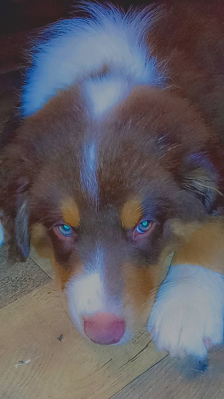Tracker is registered to the contest to win money with this photo: australian_shepherd, canidae, carnivore, companion_dog, dog, dog_breed, eye, fang, fawn, fur, head, herding_dog, jaw, liver, puppy, snout, sporting_group, whiskers, working_animal, working_dog