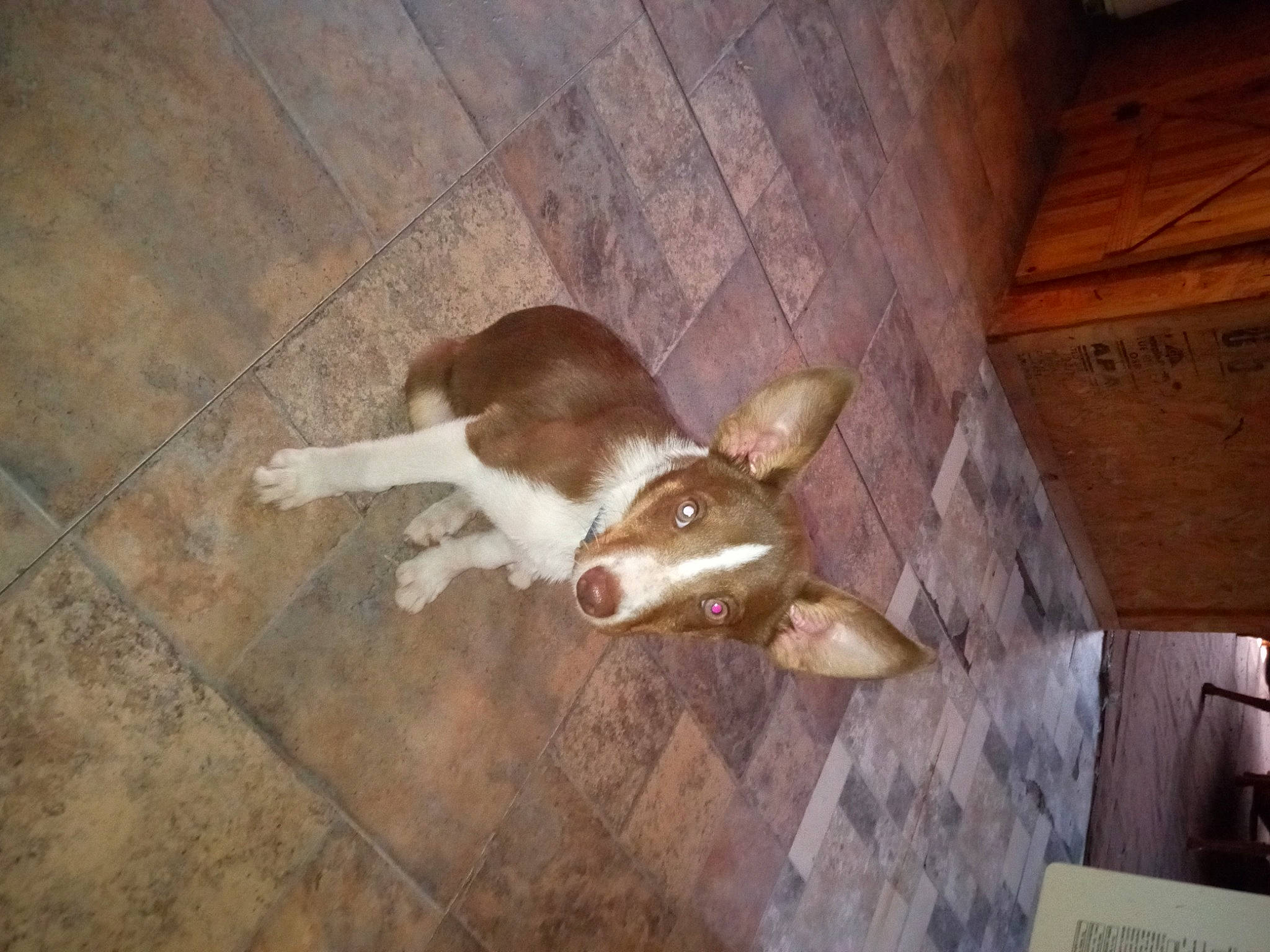 Cujo joined the competition — help win amazing prizes! canidae, carnivore, companion_dog, dog, dog_breed, ear, fawn, felidae, floor, flooring, fur, hardwood, jaw, pet_supply, snout, sporting_group, tail, whiskers, wood, working_animal