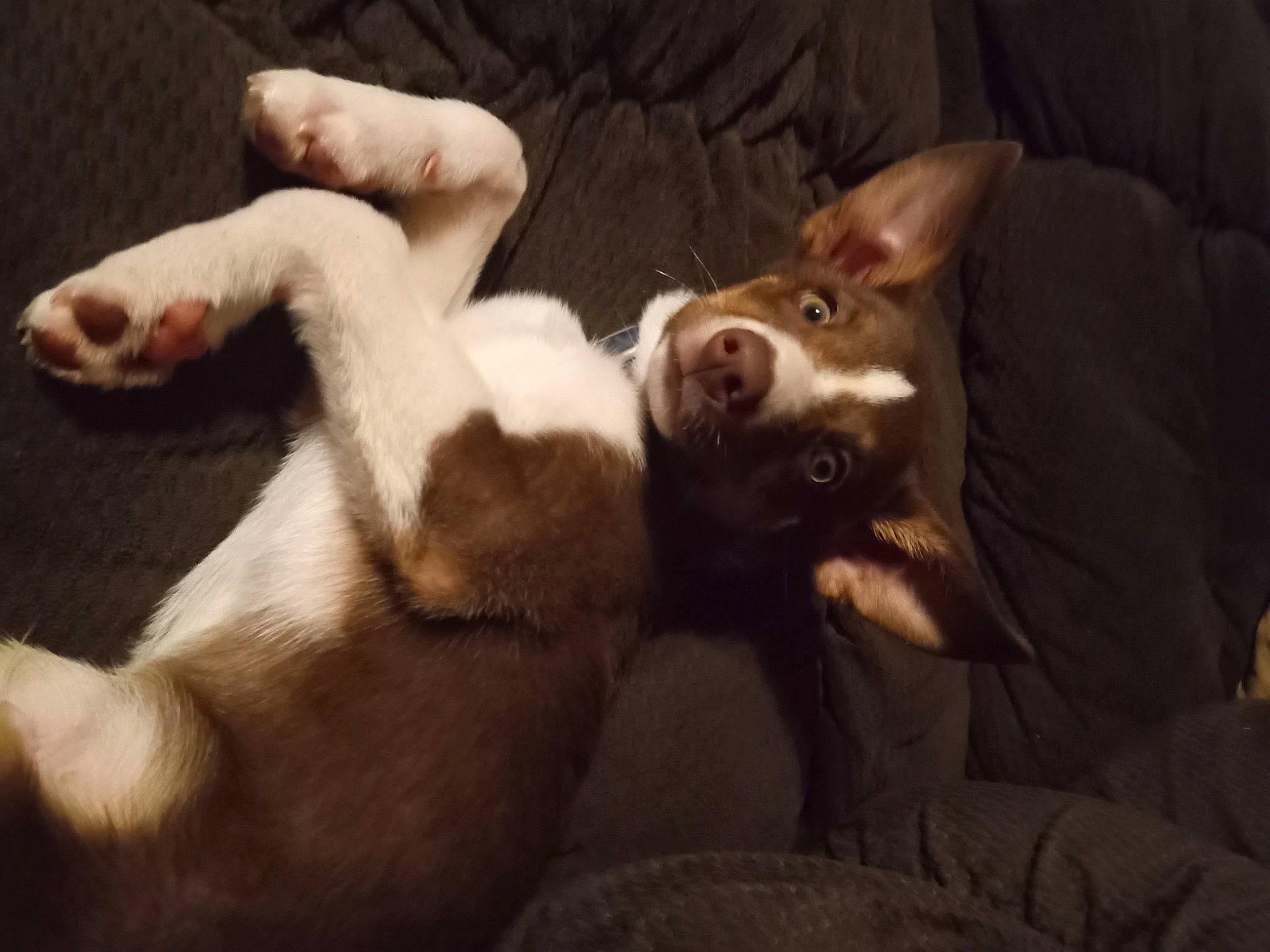 Cujo is registered to the contest to win money with this photo: canidae, carnivore, comfort, companion_dog, couch, darkness, dog, dog_breed, ear, fawn, fur, gesture, non_sporting_group, paw, sporting_group, tail, whiskers, working_animal