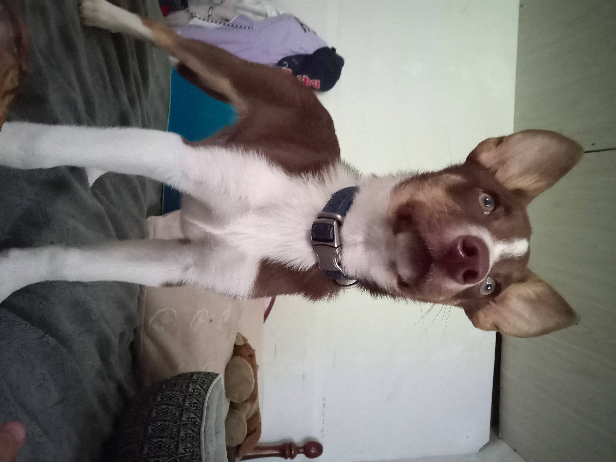 Cujo joined the competition — help win amazing prizes! canidae, carnivore, collar, comfort, companion_dog, dog, dog_breed, ear, felidae, fur, liver, non_sporting_group, paw, small_to_medium_sized_cats, tail, whiskers, working_animal