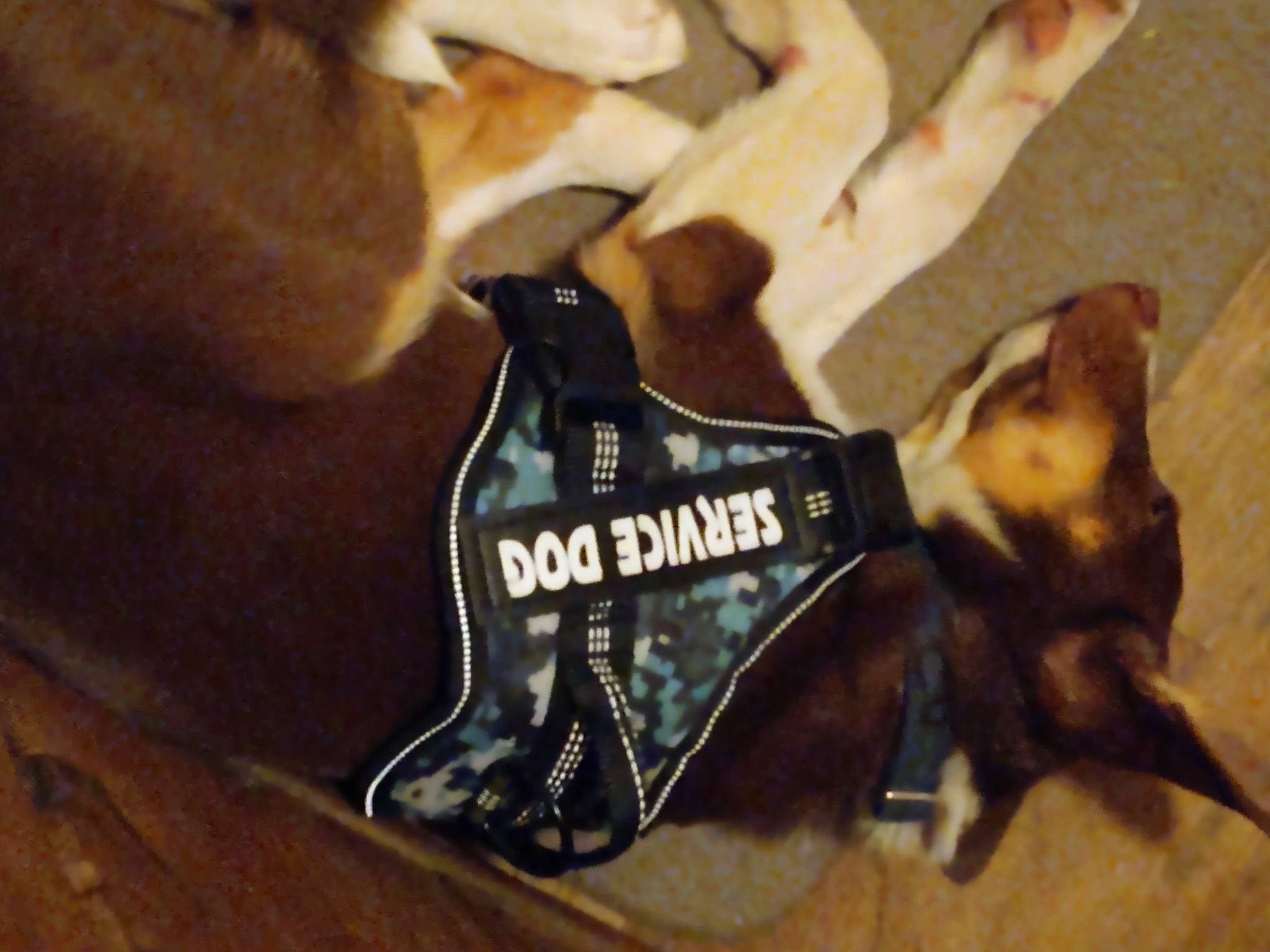 Cujo joined the competition — help win amazing prizes! bat, brown, carmine, carnivore, collar, companion_dog, dog, dog_breed, dog_collar, dog_supply, electric_blue, eyewear, fashion_accessory, fawn, font, hardwood, logo, personal_protective_equipment, pet_supply, wood