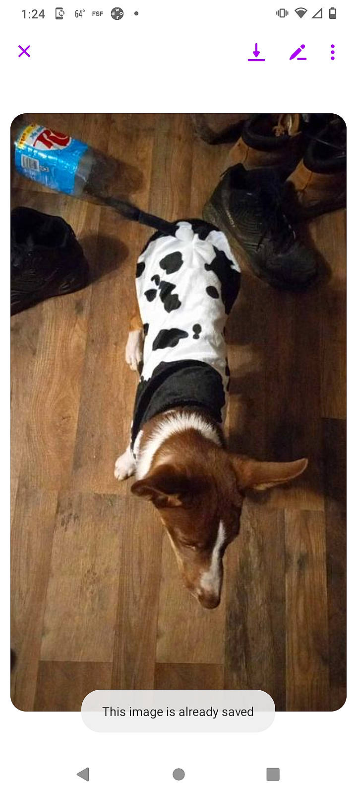 Cujo joined the competition — help win amazing prizes! canidae, carnivore, companion_dog, dog, dog_breed, dog_supply, fawn, felidae, flooring, fur, hardwood, human_leg, pet_supply, rectangle, snout, sporting_group, square, tail, wood, working_animal