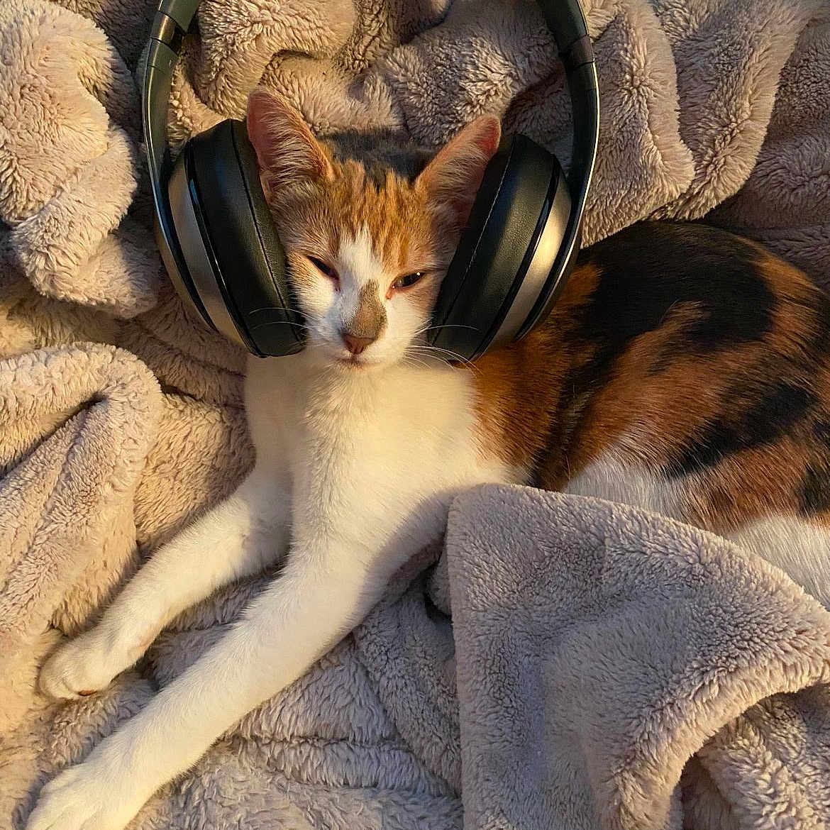 Moingus joined the competition — help win amazing prizes! animal, blanket, cat, electronics, headphones, pet