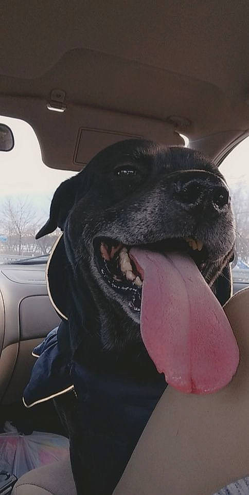 Jax is registered to the contest to win money with this photo: automotive_lighting, canidae, carnivore, companion_dog, dog, dog_breed, dog_collar, fang, fawn, fur, jaw, liver, smile, snout, sporting_group, vehicle_door, whiskers, window, windshield, working_animal