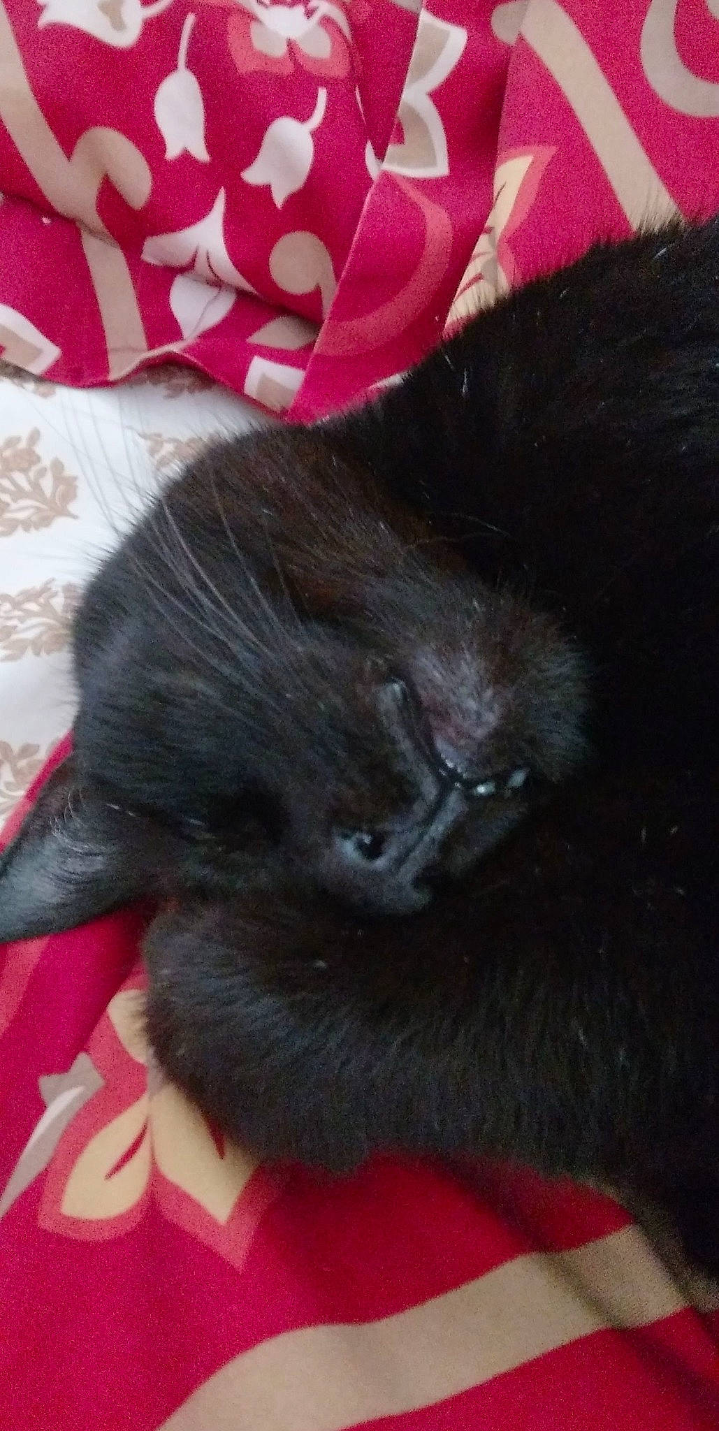 Candy is registered to the contest to win money with this photo: black_cat, bombay, carmine, carnivore, cat, claw, comfort, domestic_short_haired_cat, felidae, fur, gesture, paw, red, small_to_medium_sized_cats, snout, tail, terrestrial_animal, whiskers